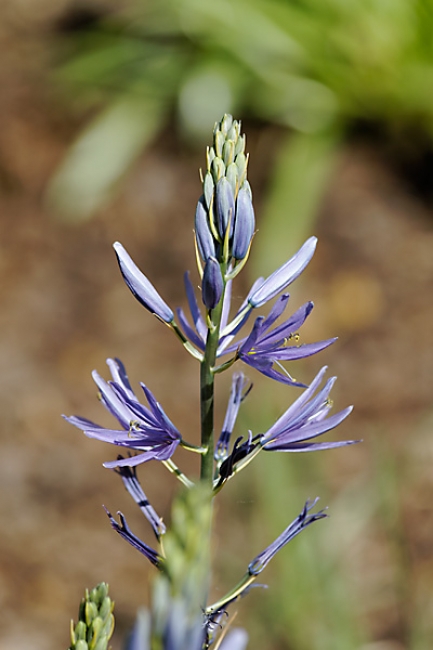 Jardin des Impressionnistes-018